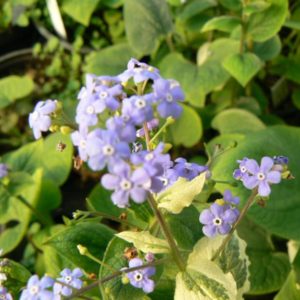 Myosotis du Caucase