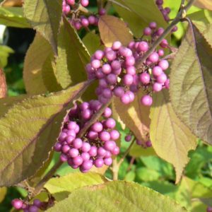 Callicarpa Profusion