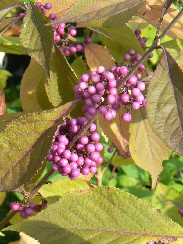 Callicarpa Profusion