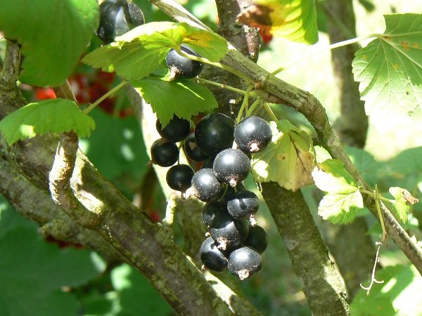 Cassis Noir de Bourgogne Bio