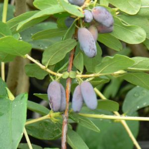 Chèvrefeuille Comestible de Sibérie Bio