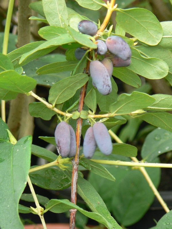 Chèvrefeuille Comestible de Sibérie Bio