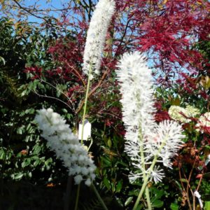 Cimicifuga Brunette Cierge d'Argent