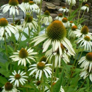 Echinacea Blanche