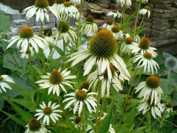 Echinacea Blanche