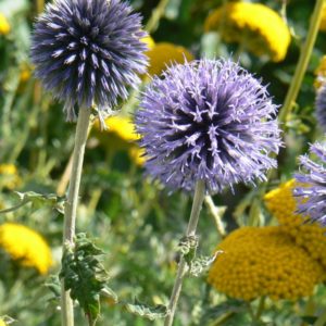 Chardon Boule Bleue