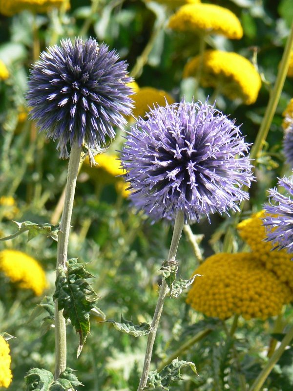 Chardon Boule Bleue