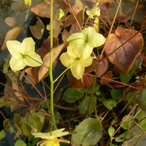 Epimedium Fleurs des Elfes