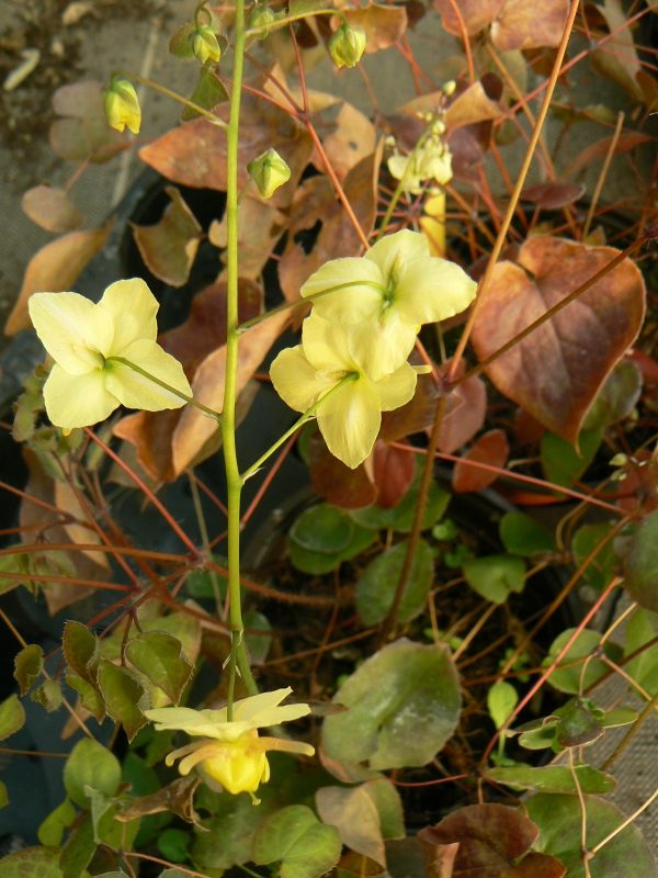 Epimedium Fleurs des Elfes