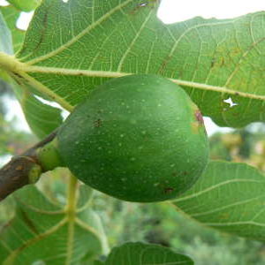 Figuier Dorée ou Goutte d'Or Bio