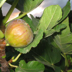 Figuier Madeleine des Deux Saisons Bio