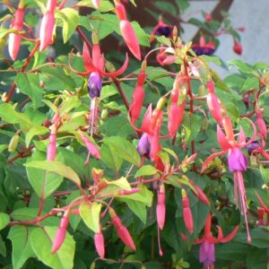 Fuchsia Genii