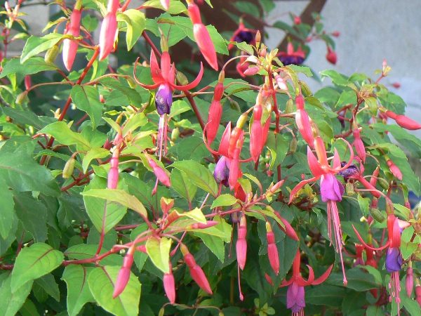 Fuchsia Genii