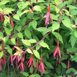 Fuchsia Gracilis Aurea