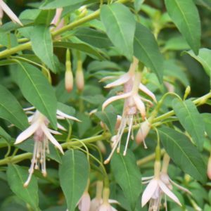 Fuchsia Magellanica Alba