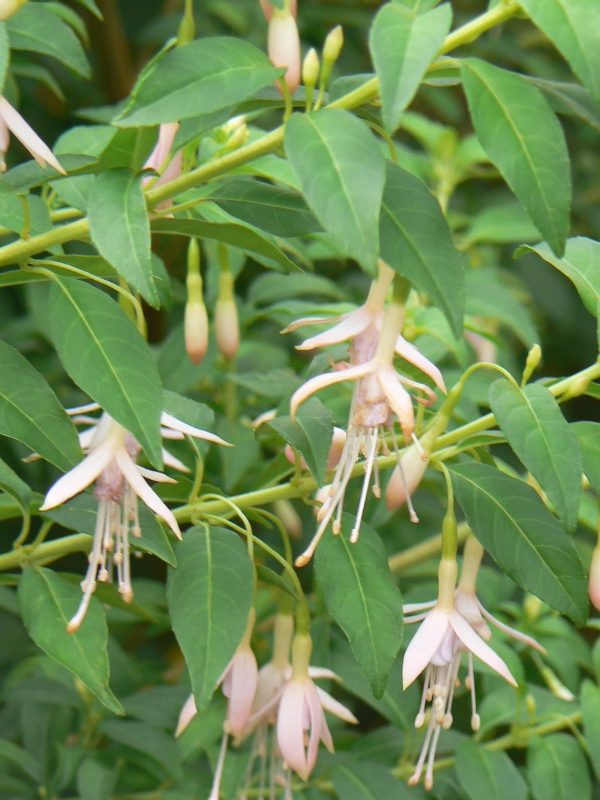 Fuchsia Magellanica Alba