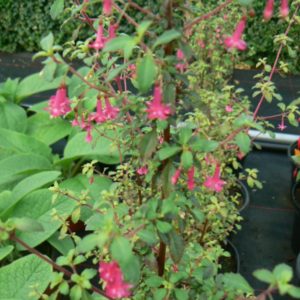 Fuchsia Microphylla