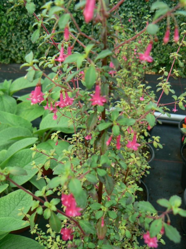 Fuchsia Microphylla