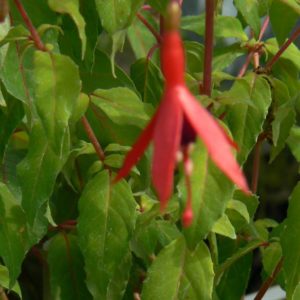 Fuchsia Carollina