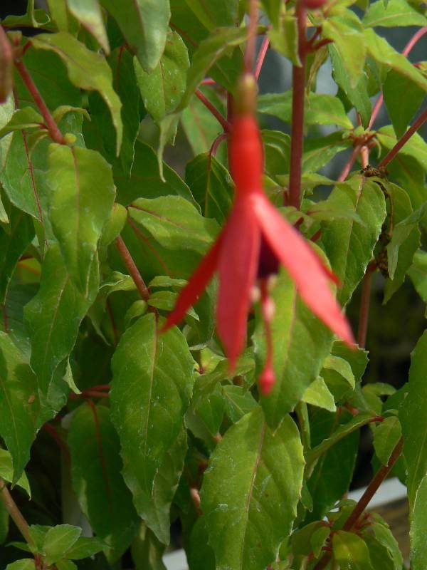 Fuchsia Carollina