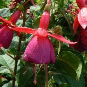 Fuchsia Champion