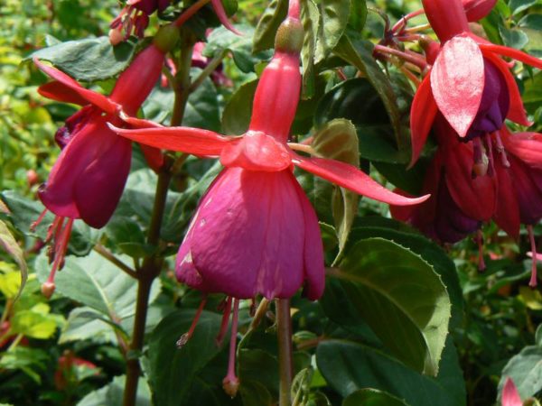 Fuchsia Champion