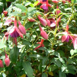 Fuchsia Tom Thumb