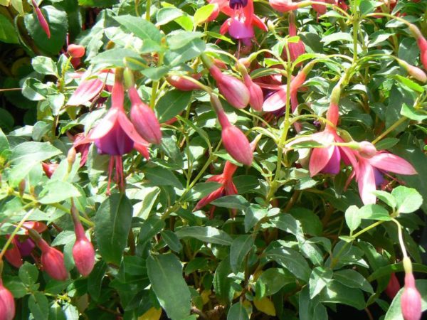 Fuchsia Tom Thumb