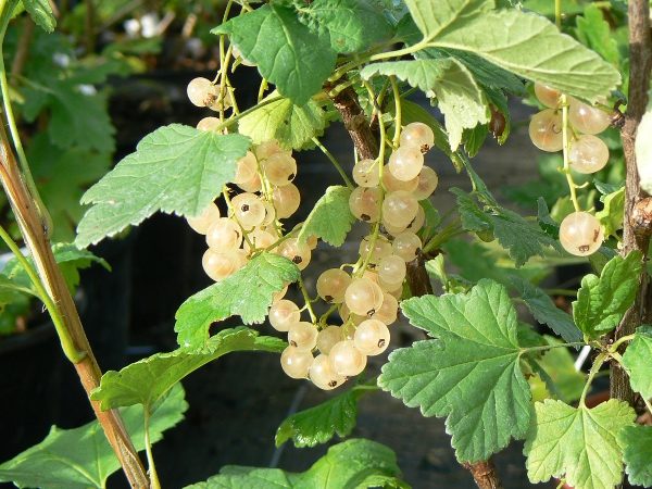 Groseillier Blanc - Cerise Blanche Bio