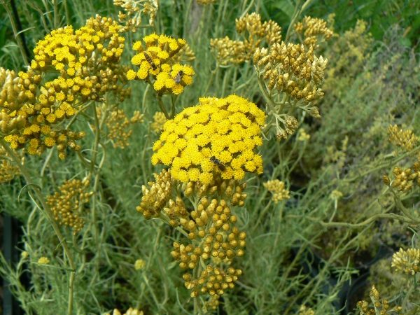 Herbes biologiques – Raifort pour le jardin biologique