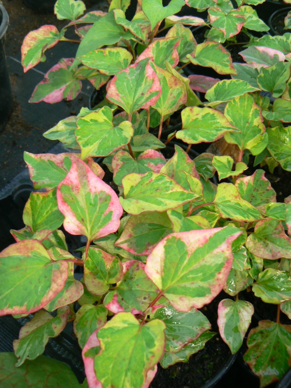 Houttuynia Bio