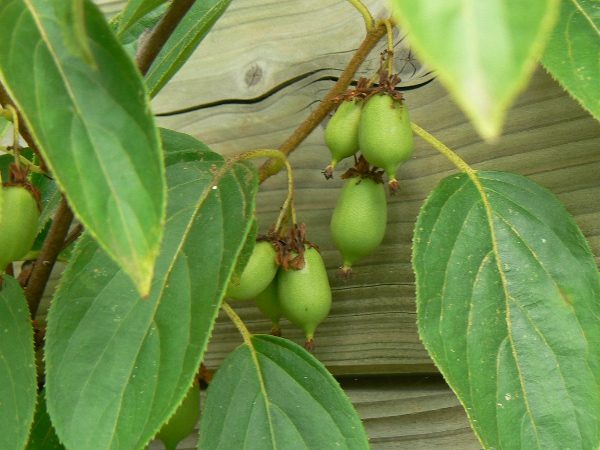 Kiwi de Sibérie ou Kiwai Bio