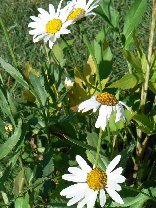 Marguerite d’Été