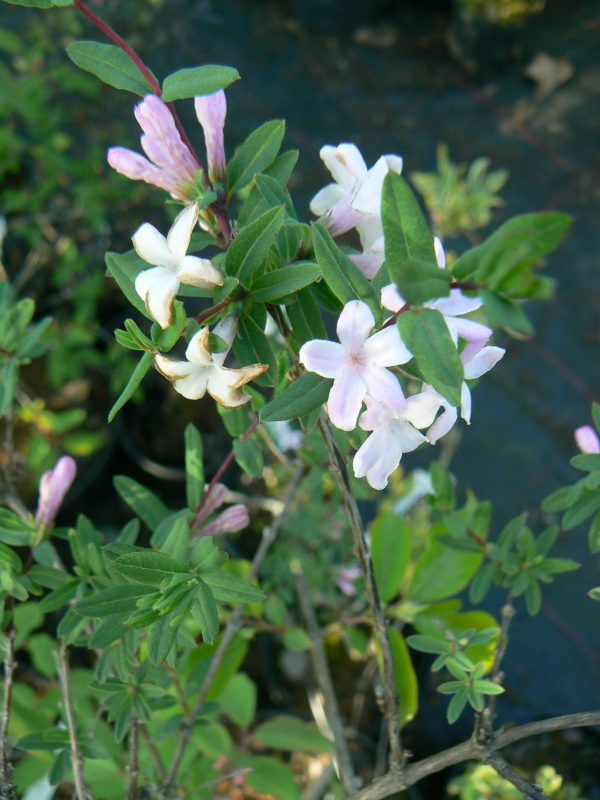 Chèvrefeuille Lilas