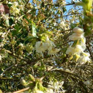 Chèvrefeuille à Parfum