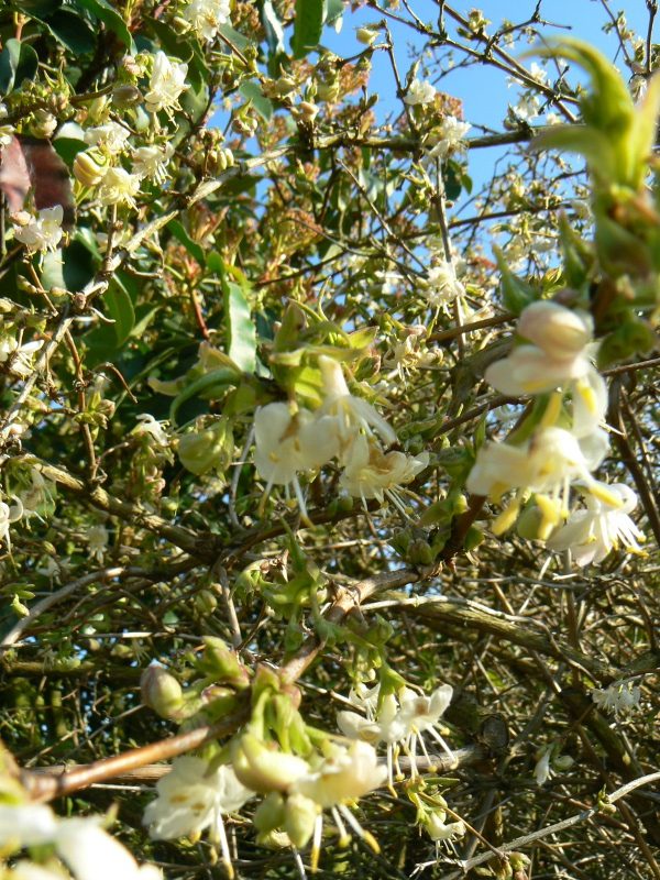 Chèvrefeuille à Parfum