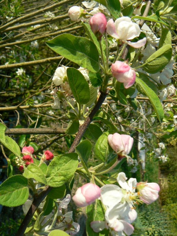 Pommier Evereste Bio