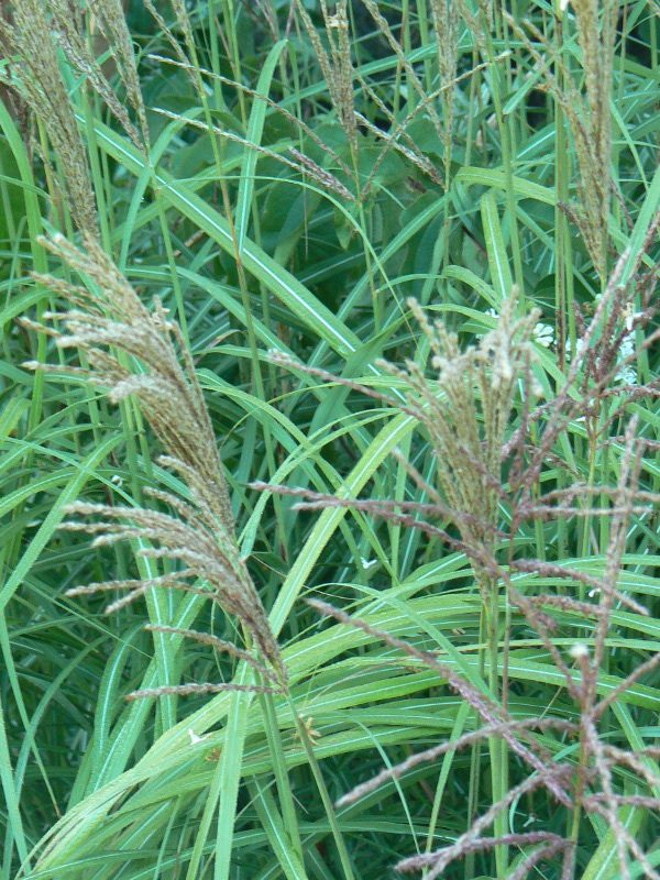 Miscanthus Emmanuel Lepage