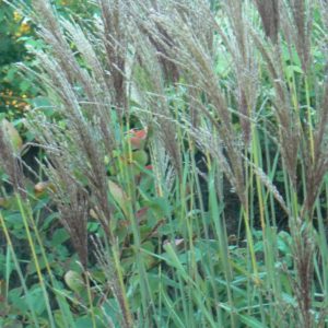 Miscanthus Malepartus