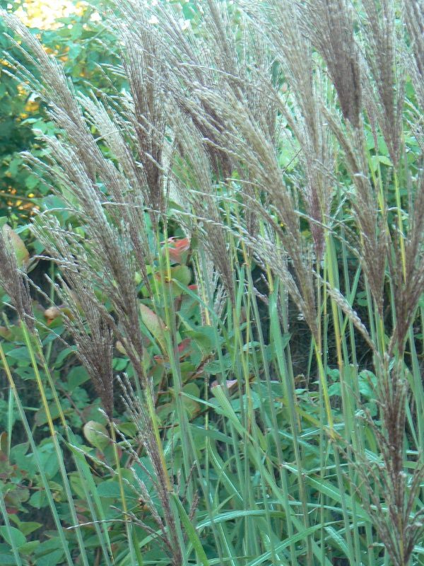 Miscanthus Malepartus