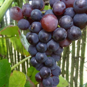 Raisin Moldova Bio