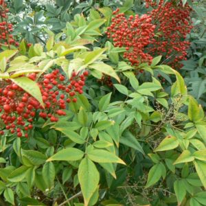 Nandina Bambou Sacré