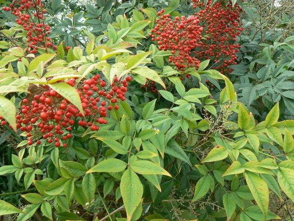 Nandina Bambou Sacré