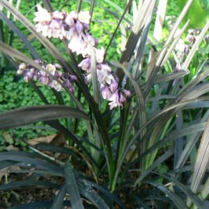 Ophiopogon Herbe Aux Turquoises