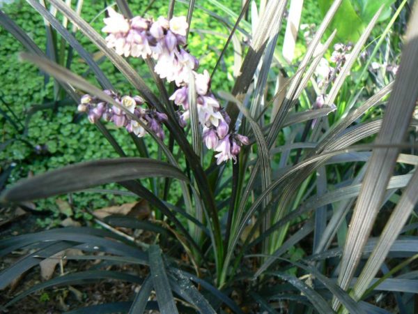 Ophiopogon Herbe Aux Turquoises