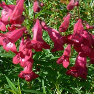 Penstemon Garnet