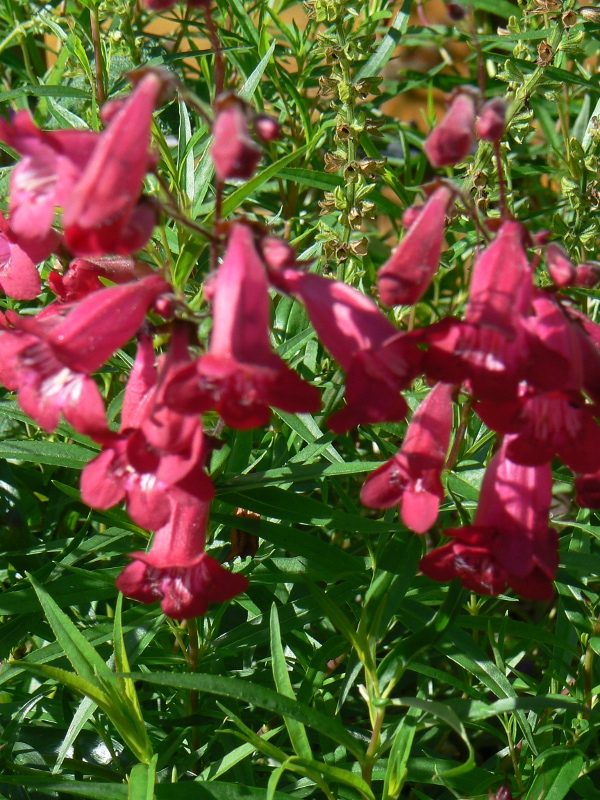 Penstemon Garnet