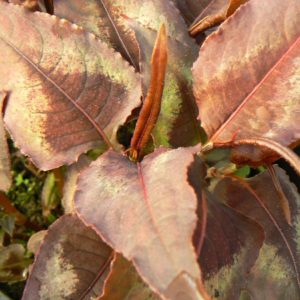 Polygonum Flamboyant