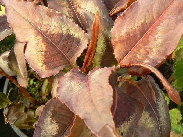 Polygonum Flamboyant