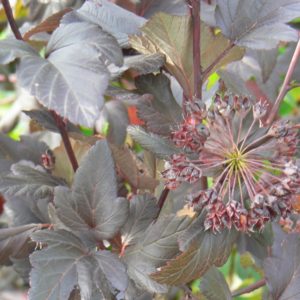 Physocarpus Diabolo